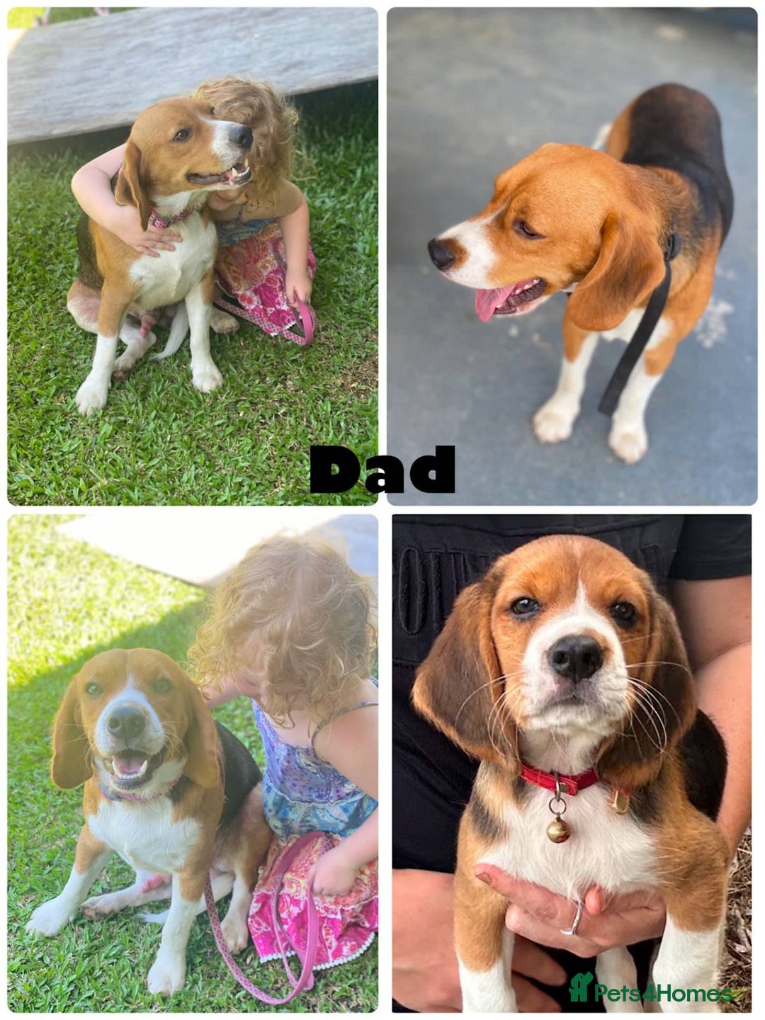Beagle dogs for sale: Beagle Pure bread puppies - Image 4