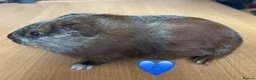 Guinea Pig rodents for sale: Guinea Pigs - Mixed Litter Young Males & Female - Advert 4