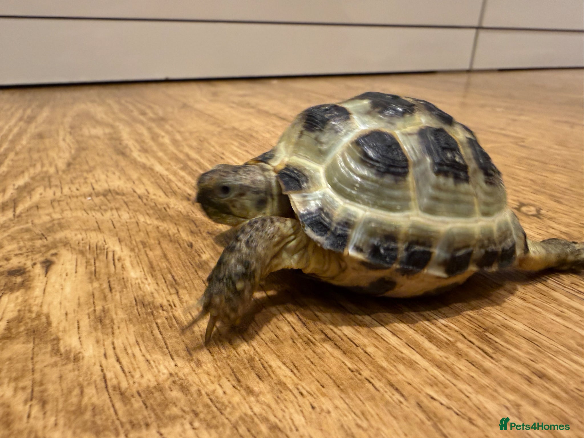 Tortoise reptiles Horsfield tortoise for sale.  - Advert 2