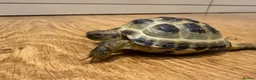 Tortoise reptiles for sale: Horsfield tortoise for sale.  in Dagenham - Advert 2