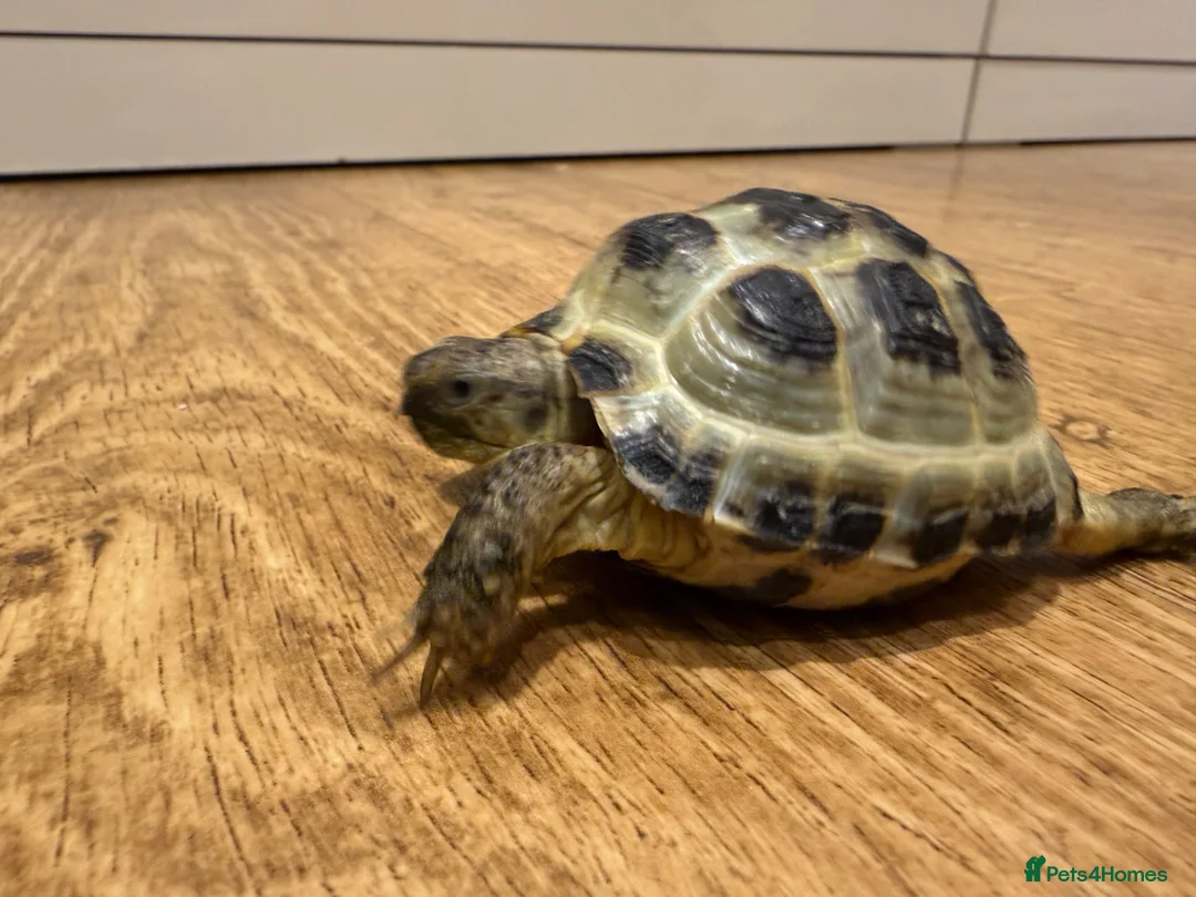 Tortoise reptiles for sale: Horsfield tortoise for sale.  in Dagenham - Advert 2