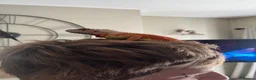 Iguana reptiles for sale: Red and lime iguana in Berkeley - Advert 3