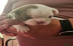 Mixed Breed dogs for sale: Frenchton Pups - Image 11