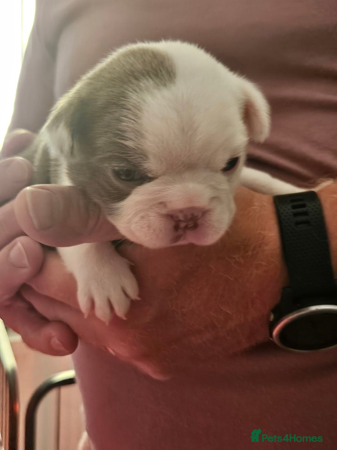 Mixed Breed dogs for sale: Frenchton Pups - Image 11