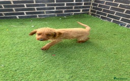 Labradoodle dogs for sale: Labradoodle  - Image 7