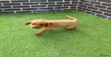Labradoodle dogs - Advert 1