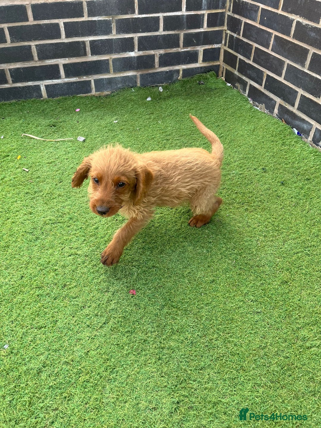 Labradoodle dogs for sale: Labradoodle  - Image 7
