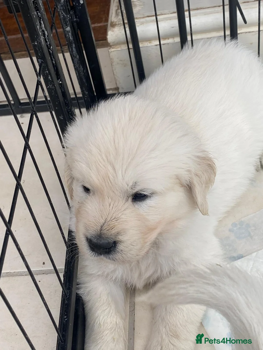 Golden Retriever dogs for sale: KC registered Golden Retriever Puppies - Advert 2