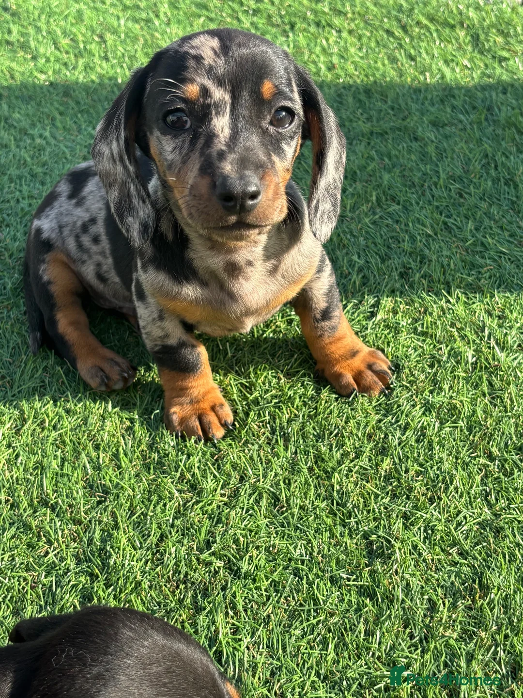 Miniature Dachshund dogs for sale: Miniature dachshund puppies  in Bridgwater - Advert 2