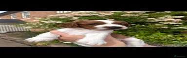 Welsh Springer Spaniel 2