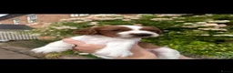 Welsh Springer Spaniel dogs for sale: Beautiful Welsh Springer Spaniel Puppies For Sale - Advert 6