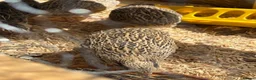 Quail poultry for sale: Coturnix Quail hens female 3 availableJust laying - Advert 1