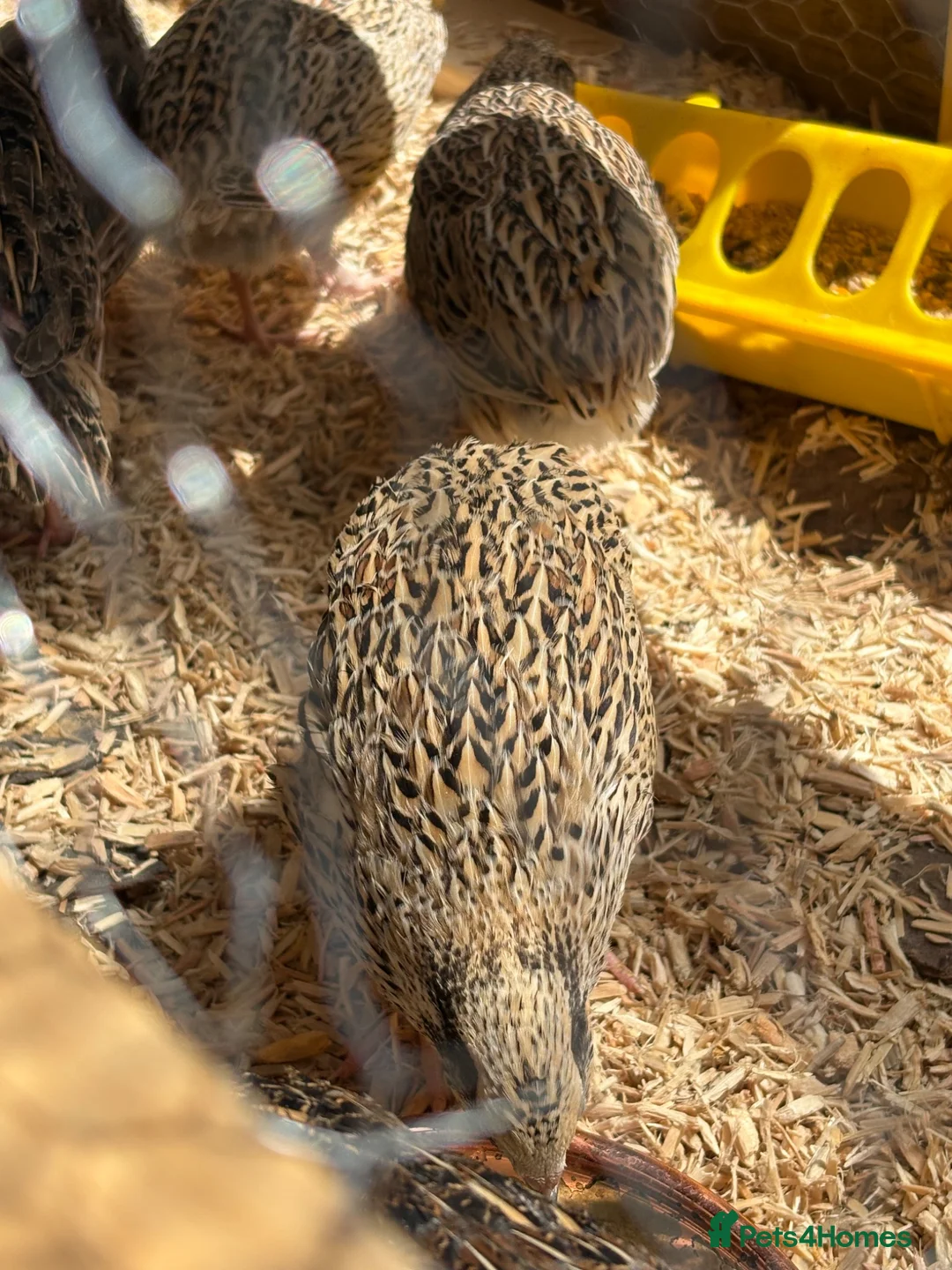 Quail poultry for sale: Coturnix Quail hens female 3 availableJust laying - Advert 1