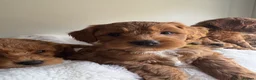 Cavapoo dogs for sale: Beautiful Cavapoo Puppies  - Advert 10