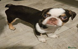 Frug dogs for sale: Frug Puppies Ready Now - Advert 3