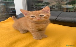 British Longhair cats for sale: 5 adorable male kittens - Image 7