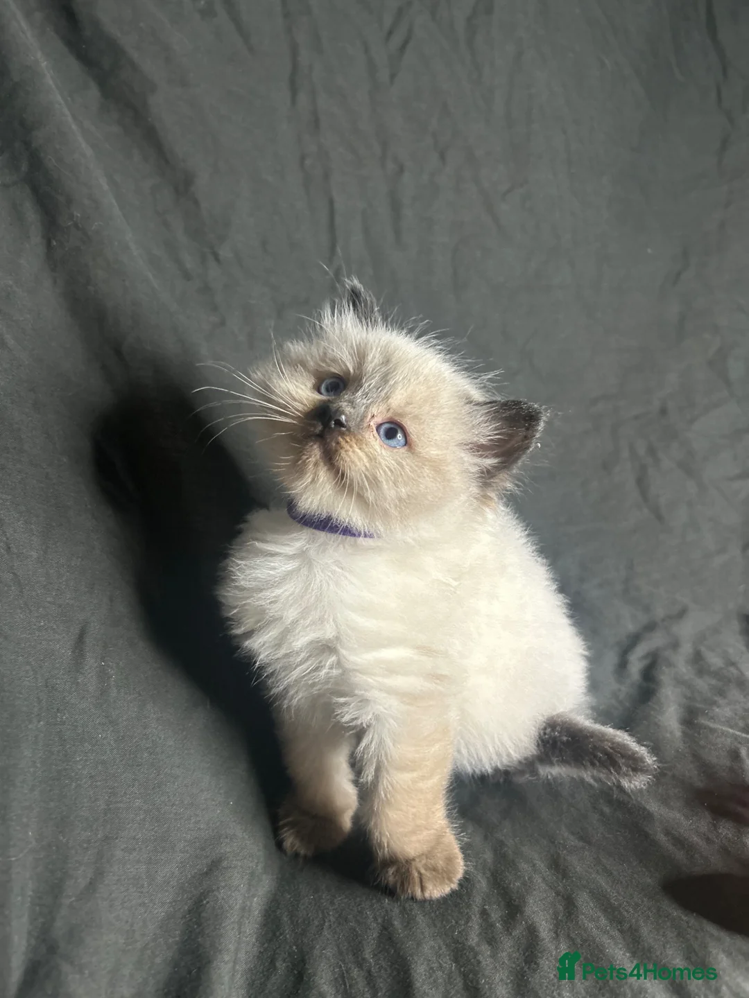 Ragdoll cats for sale: Ragdoll kittens - Advert 8