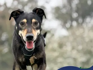 Mixed Breed dogs Meet Shadow, currently residing in Essex - Advert 3