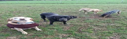 Mixed Breed dogs for adoption: Lily - Almost 2 years, Labrador Girl in Peacehaven - Advert 11