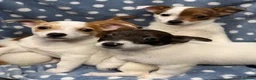 Jack Russell dogs for sale: Miniature Jack Russell puppies in Hamilton - Advert 6