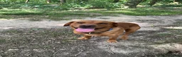 Labrador Retriever dogs for stud: Handsome Fox Red Labrador. KC registered - Advert 5