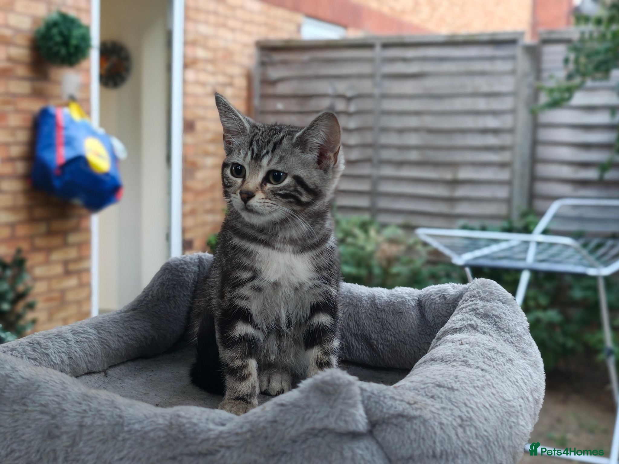 Mixed Breed cats Bengal Marble & British Shorthair  - Advert 1