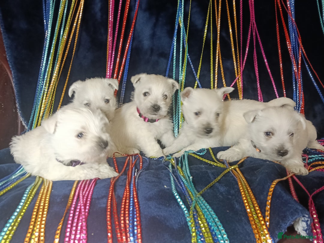 West Highland Terrier dogs for sale: KC Registered Beautiful West Highland Terrier Pups - Image 4