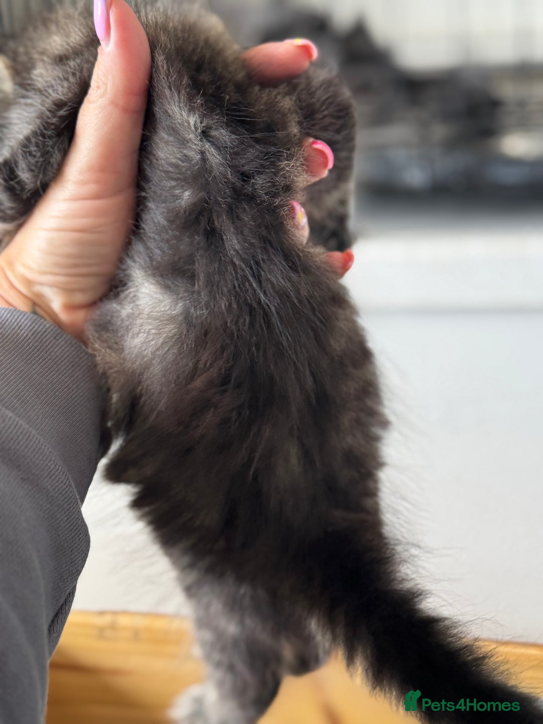 Mixed Breed cats for sale: 3 tabbie kittens looking for their forever homes - Image 4