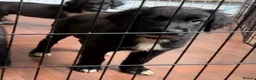 Mixed Breed dogs for sale: 🤍🖤Black roan cocker collies🖤🤍 - Advert 3
