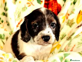Cockapoo dogs OUTSTANDING BEAUTIFUL F1b cockapoo fur babies!! - Advert 11