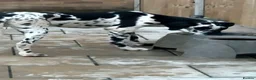 Great Dane dogs for sale: HARLEQUIN GIRL - Advert 5