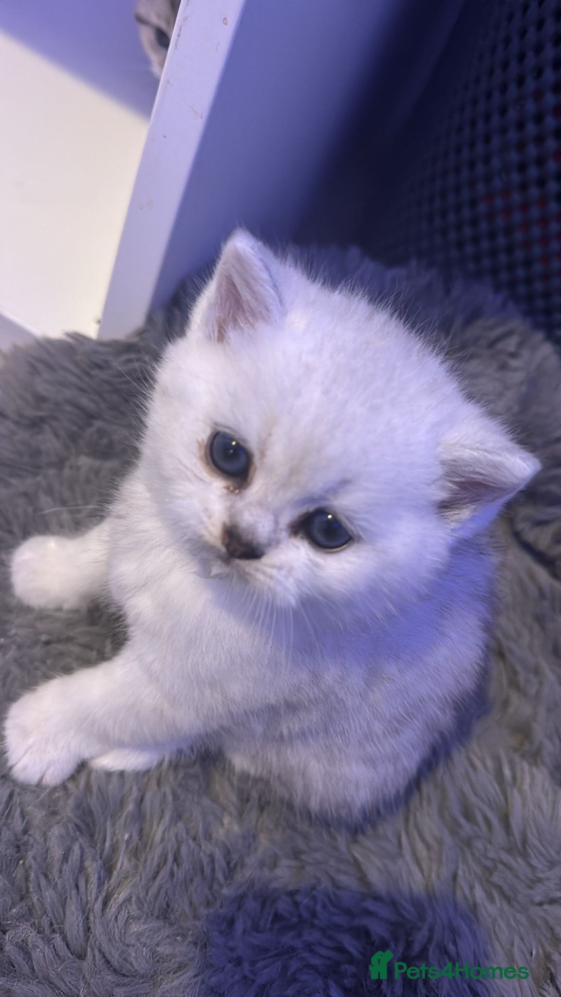 British Shorthair cats British shorthair kitten  - Advert 3