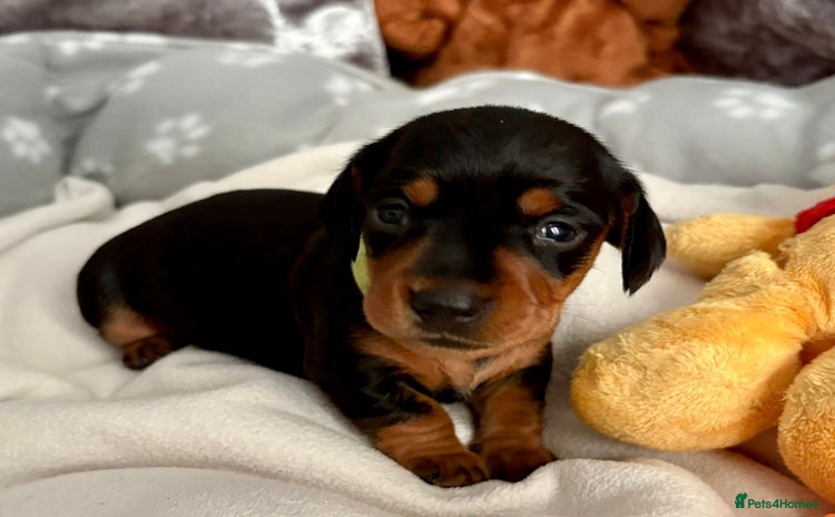 Miniature Dachshund dogs - Advert 1