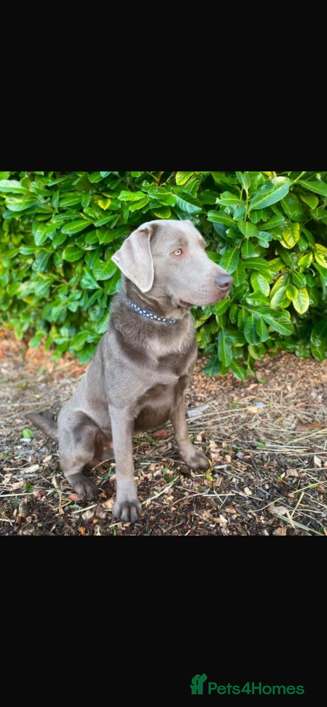 Labrador Retriever dogs for sale:  Silver Labrador retriver - Advert 3