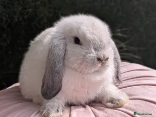 Mini Lop rabbits Mini lop ready now - Advert 1