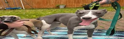 Whippet dogs for sale: Stunning Whippet Puppies 1 Girl & 6 Boys - Advert 4