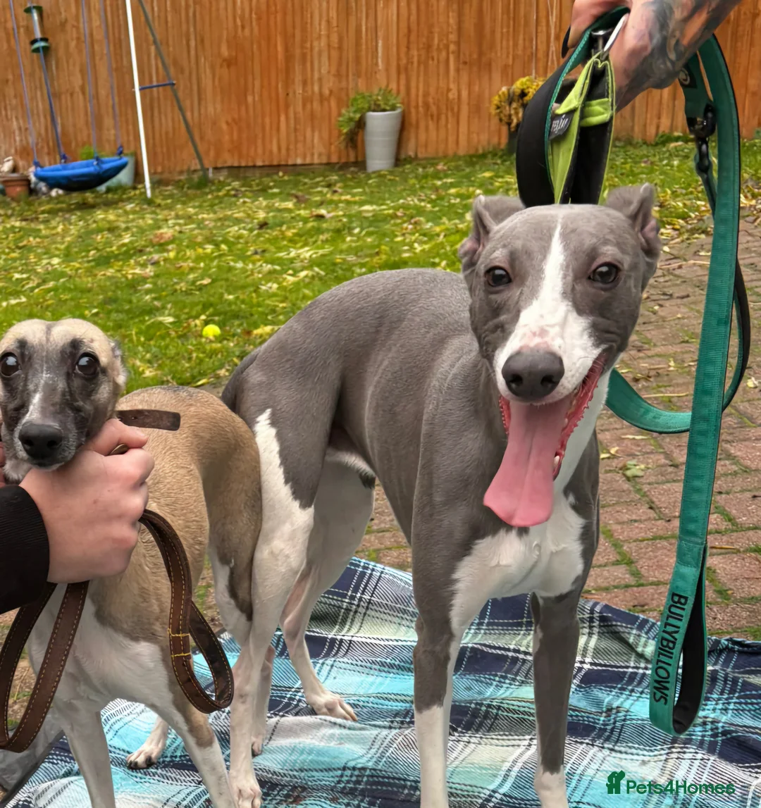 Whippet dogs for sale: Stunning Whippet Puppies 1 Girl & 6 Boys - Advert 4