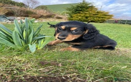 Miniature Dachshund dogs for stud: Miniature long hair(crufts qualified for life) in Bridge of Weir - Image 20