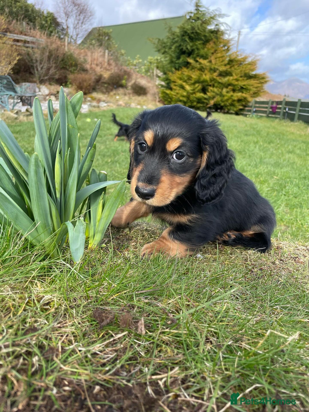 Miniature Dachshund dogs for stud: Miniature long hair(crufts qualified for life) in Bridge of Weir - Image 20