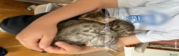 Bengal cats for sale: Bengal silverstorm and brown Rosette kittens - Advert 10