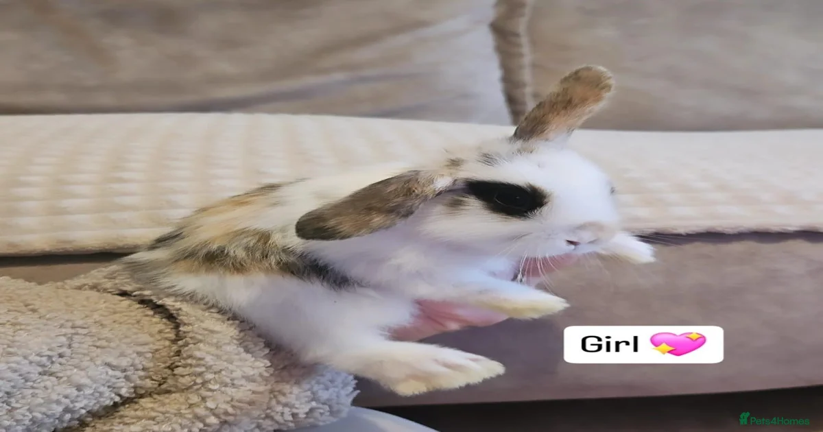 Rabbits Pets & Animals for sale | Pets4Homes