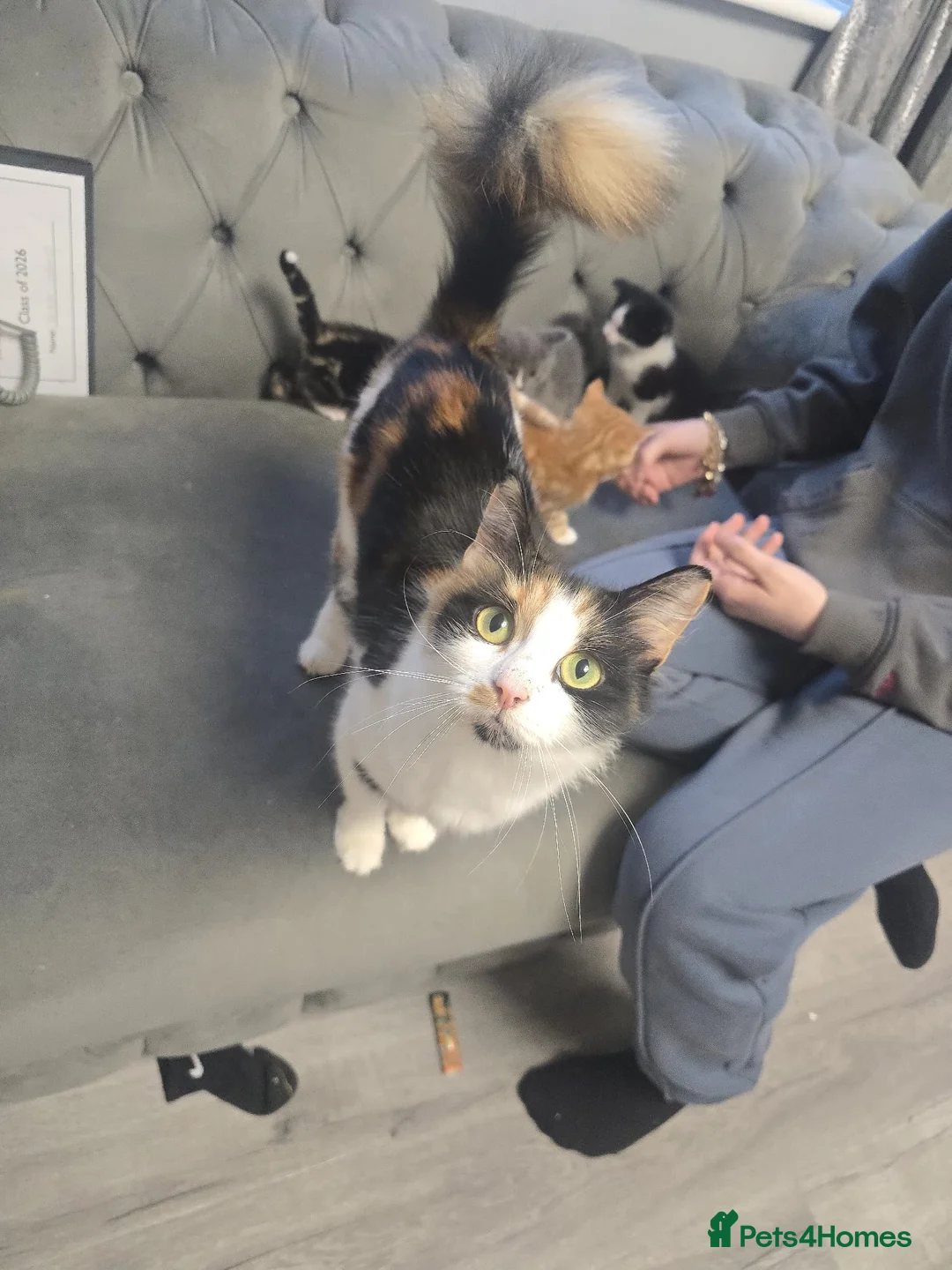 Mixed Breed cats for sale: Mixed mainecoons - Advert 2