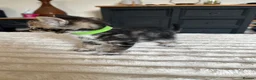Bengal cats for sale: Bengal cross kittens in Frodsham - Advert 4