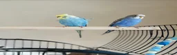 Budgerigars birds for sale: Blue & Coco – Beautiful Budgie Boys in London - Advert 2