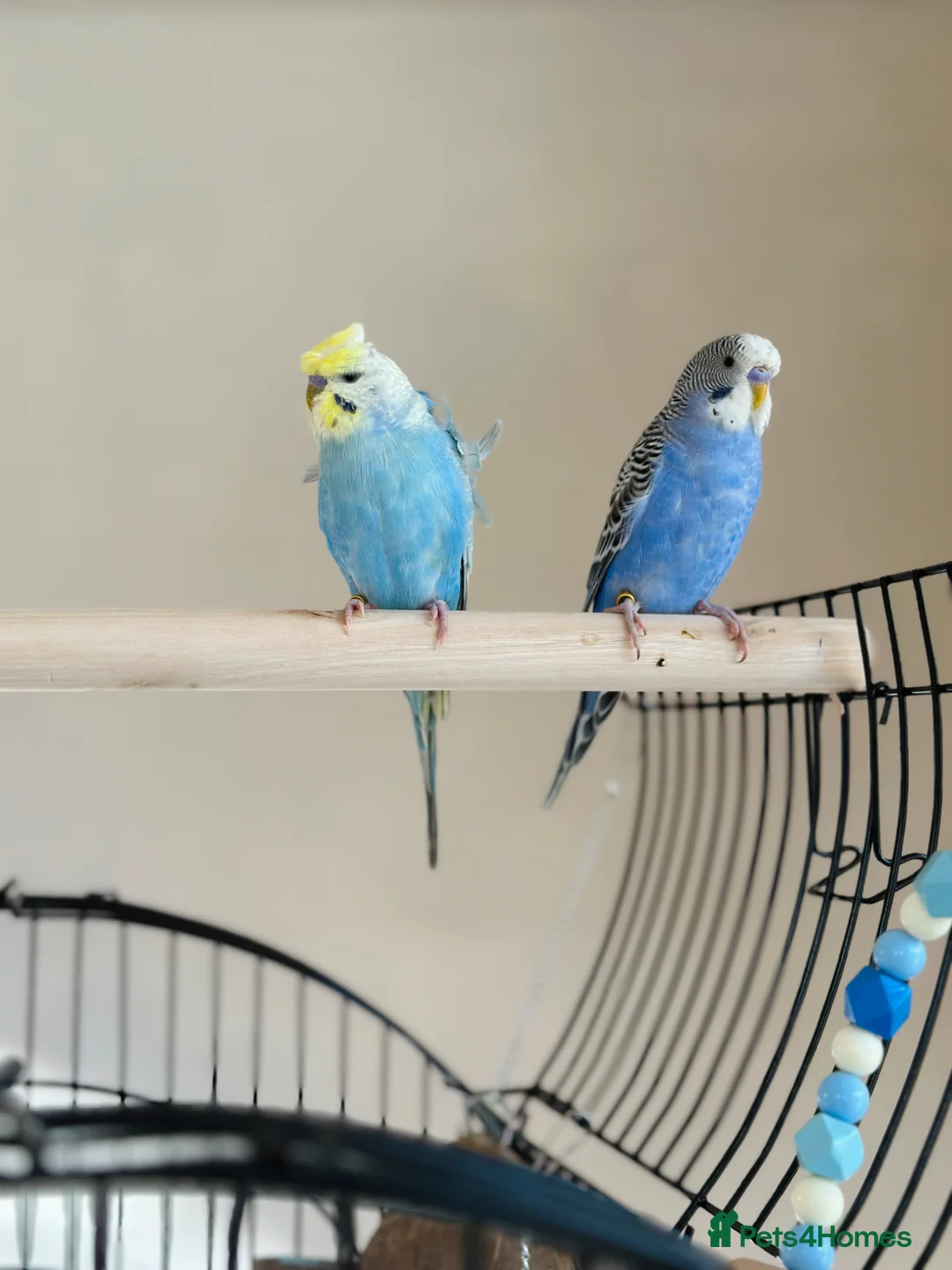 Budgerigars birds for sale: Blue & Coco – Beautiful Budgie Boys in London - Advert 2