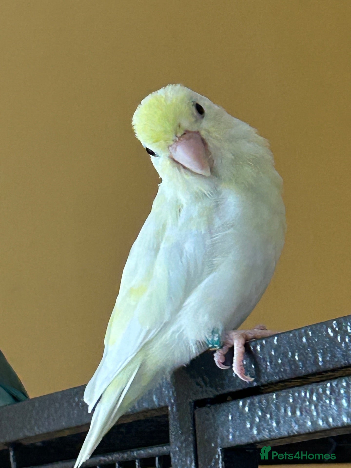 Parrots birds 2 lovely hen parrotlets  - Advert 1