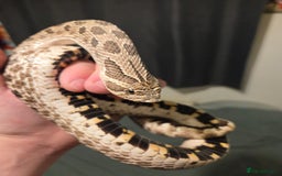 Snake reptiles for sale: Breeding pair of hognoses  - Image 3