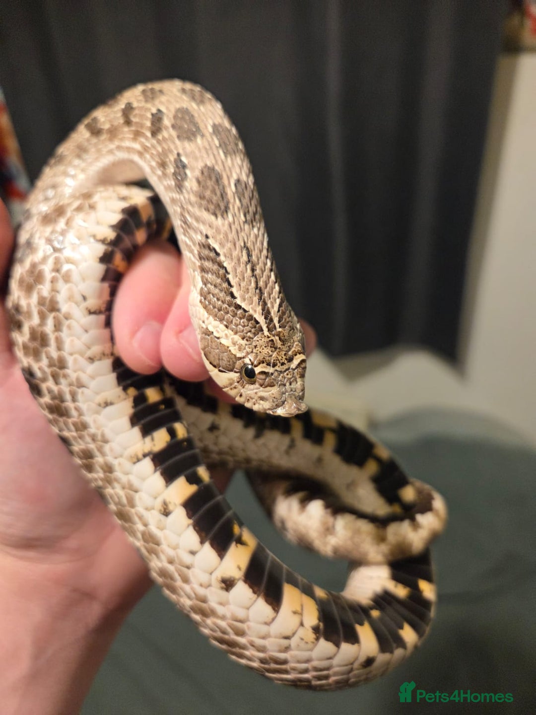 Snake reptiles for sale: Breeding pair of hognoses  - Image 3