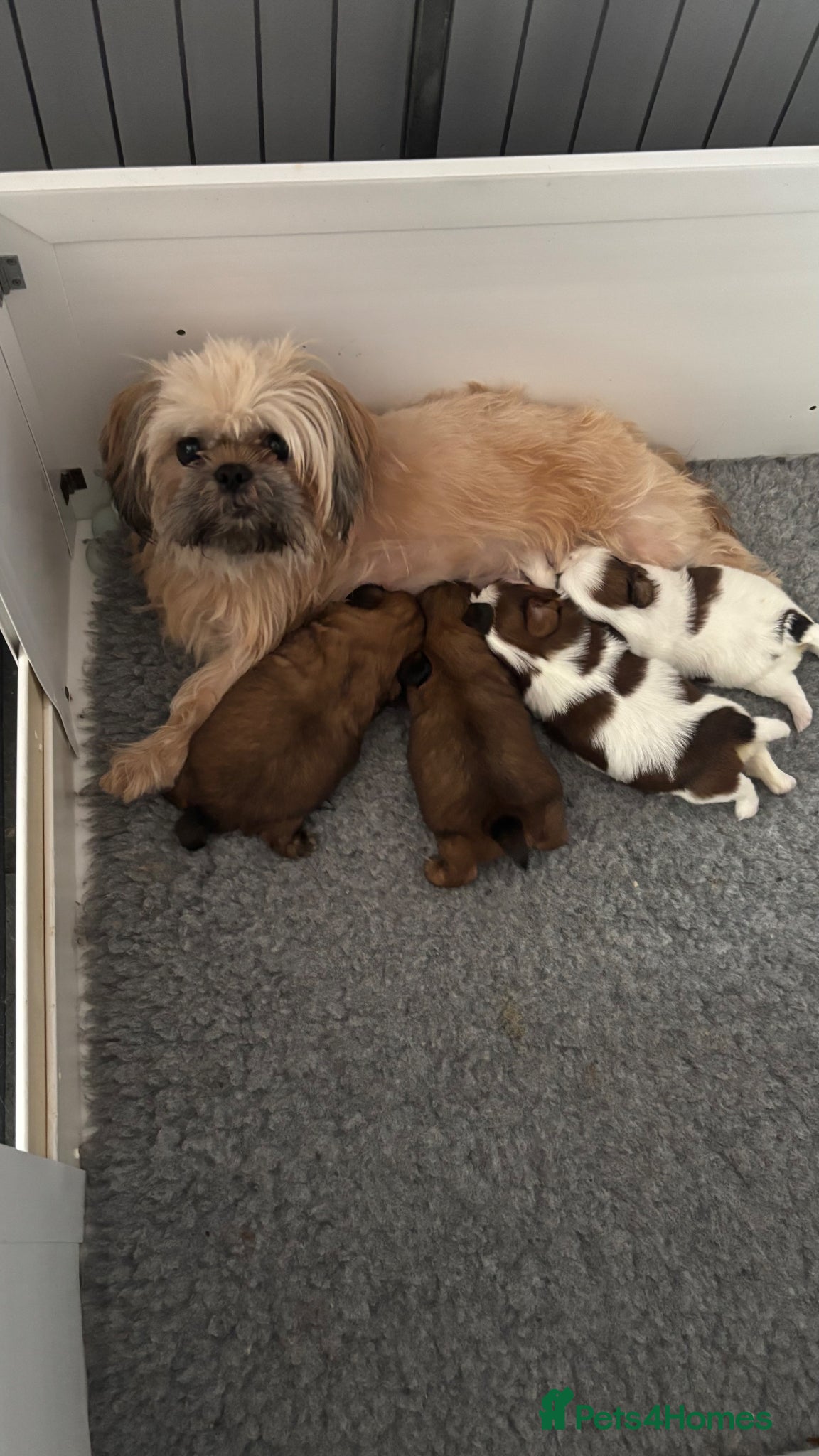 Shih Tzu dogs Shihtzu puppies - Advert 4