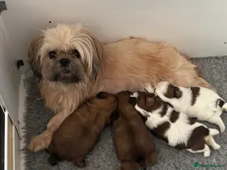 Shih Tzu dogs Shihtzu puppies - Advert 4